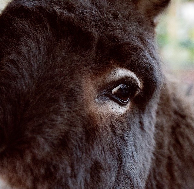 Free picture Donkey Mammal Animal -  to be edited by GIMP free image editor by OffiDocs