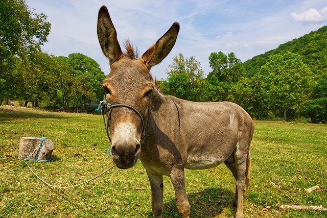 Bezpłatne pobieranie Donkey Monastery Of Krka Animal - darmowe zdjęcie lub obraz do edycji za pomocą internetowego edytora obrazów GIMP