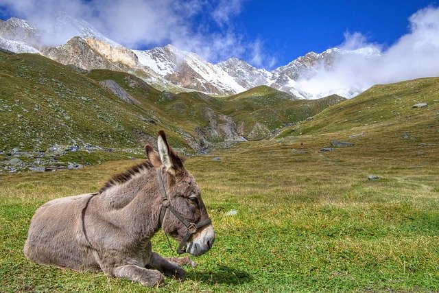 Free download donkey mountain alps equine free picture to be edited with GIMP free online image editor