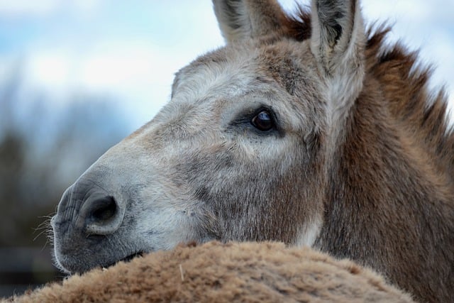 Free download donkey mule animal mammal species free picture to be edited with GIMP free online image editor