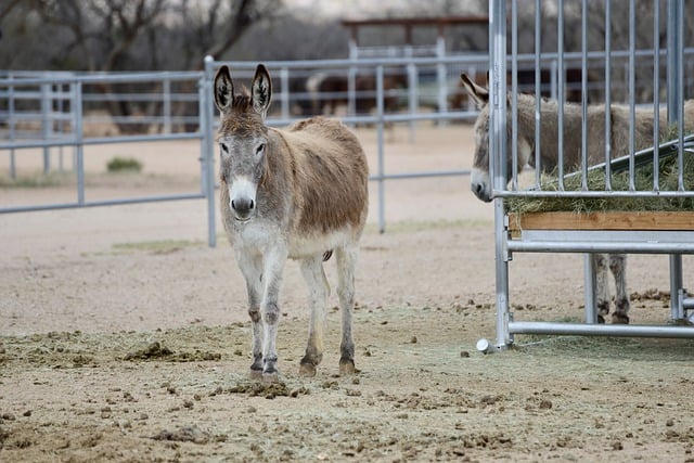 Free download donkey mule equine animal farm free picture to be edited with GIMP free online image editor