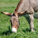 Donkey on green grass field  screen for extension Chrome web store in OffiDocs Chromium