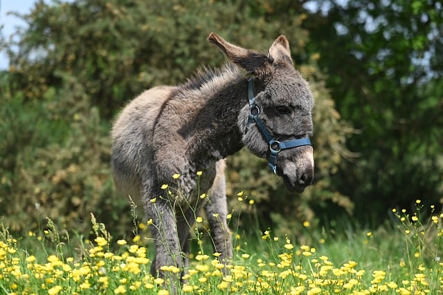 Free download donkey oreo donkey prairie free picture to be edited with GIMP free online image editor
