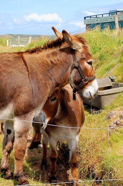 Muat turun percuma Donkey Pasture Foal Animal - foto atau gambar percuma untuk diedit dengan editor imej dalam talian GIMP