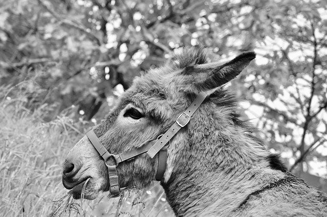 Free download Donkey Photo Black White Gray -  free photo or picture to be edited with GIMP online image editor