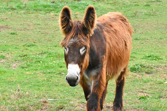 Muat turun percuma Donkey Prairie Equine - foto atau gambar percuma untuk diedit dengan editor imej dalam talian GIMP