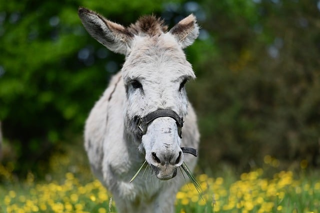 Free download donkey prairie nature free picture to be edited with GIMP free online image editor