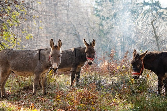 Free download donkeys equine hills grass pasture free picture to be edited with GIMP free online image editor
