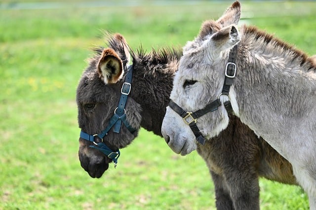 Free download donkeys equines meadows halter free picture to be edited with GIMP free online image editor