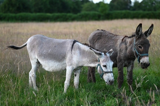 Free download donkeys field nature equines free picture to be edited with GIMP free online image editor