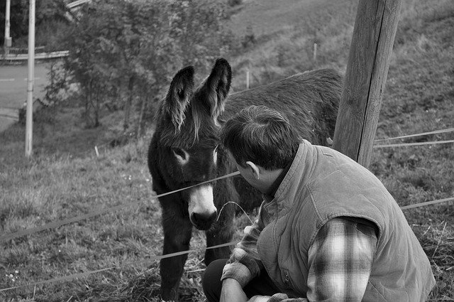 Free download Donkeys Nature Look -  free photo or picture to be edited with GIMP online image editor