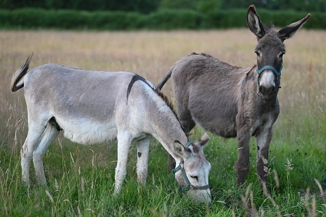 Free download donkeys yaya and oreo equines free picture to be edited with GIMP free online image editor