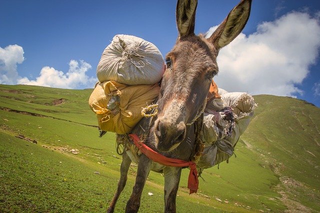Free download Donkey With Weight A -  free photo or picture to be edited with GIMP online image editor