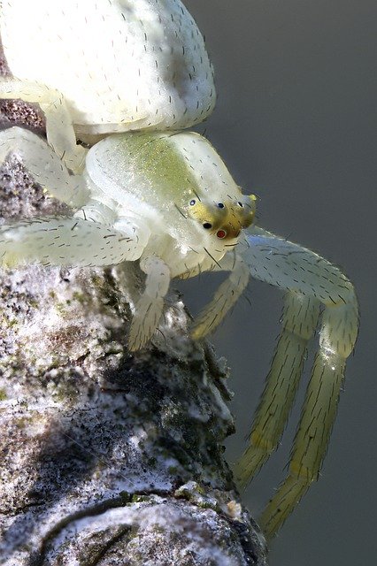 Скачать бесплатно Dorsata Spider Macro Close - бесплатное фото или изображение для редактирования с помощью онлайн-редактора изображений GIMP