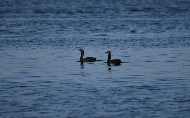 Free download double crested cormorant birds free picture to be edited with GIMP free online image editor