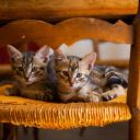 Double Cute Cat Theme  screen for extension Chrome web store in OffiDocs Chromium