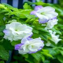 double morning glory wallpaper  screen for extension Chrome web store in OffiDocs Chromium