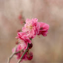Double petal peach blossoms  screen for extension Chrome web store in OffiDocs Chromium