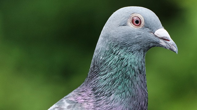 Free download dove bird animal bill eye free picture to be edited with GIMP free online image editor