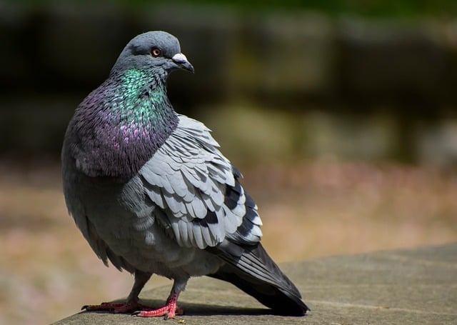 Free download dove bird apart from ornithology free picture to be edited with GIMP free online image editor