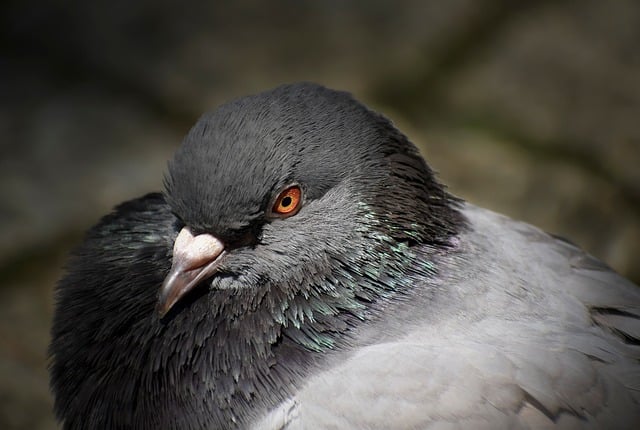 Free download dove bird beak near portrait free picture to be edited with GIMP free online image editor