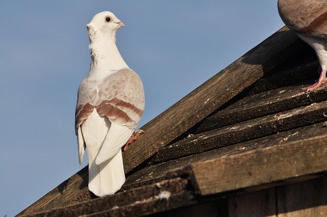 Descărcare gratuită Dove Bird Birds - fotografie sau imagini gratuite pentru a fi editate cu editorul de imagini online GIMP