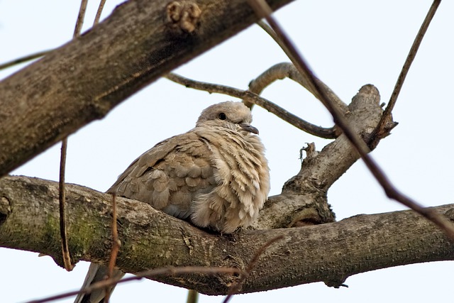 Téléchargement gratuit d'une image gratuite de branche d'oiseau de colombe assise à modifier avec l'éditeur d'images en ligne gratuit GIMP