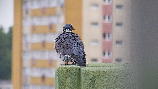 تنزيل Dove Bird City مجانًا - صورة مجانية أو صورة لتحريرها باستخدام محرر الصور عبر الإنترنت GIMP