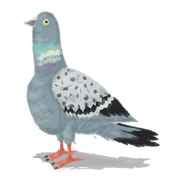 הורדה חינם איור חינמי של Dove Bird City Animal לעריכה עם עורך תמונות מקוון GIMP
