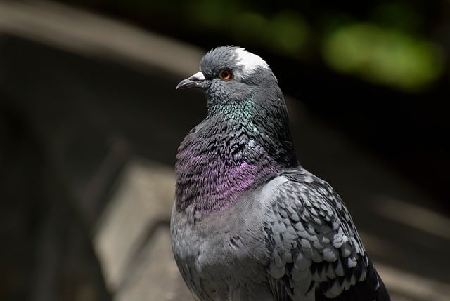 Free download dove bird dark colour ornithology free picture to be edited with GIMP free online image editor