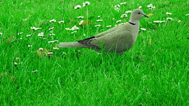 Muat turun percuma Dove Bird Green - foto atau gambar percuma untuk diedit dengan editor imej dalam talian GIMP