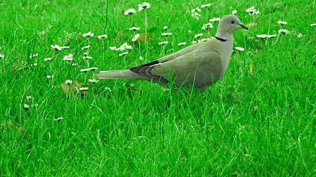 ดาวน์โหลดฟรี Dove Bird Green - ภาพถ่ายหรือภาพฟรีที่จะแก้ไขด้วยโปรแกรมแก้ไขรูปภาพ GIMP ออนไลน์