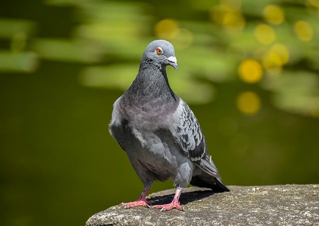 Free download dove bird nature ornithology free picture to be edited with GIMP free online image editor