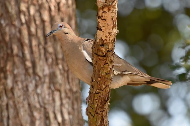 Free download dove bird nature pigeon peace free picture to be edited with GIMP free online image editor
