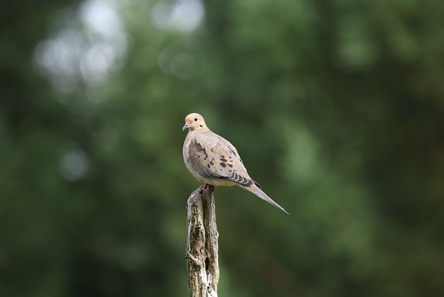 Free download dove bird nature wildlife avian free picture to be edited with GIMP free online image editor