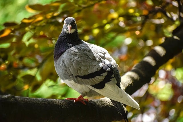 Free download dove bird on the tree is watching free picture to be edited with GIMP free online image editor