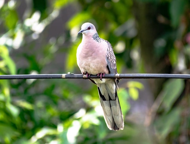 Free download dove bird ornithology species free picture to be edited with GIMP free online image editor