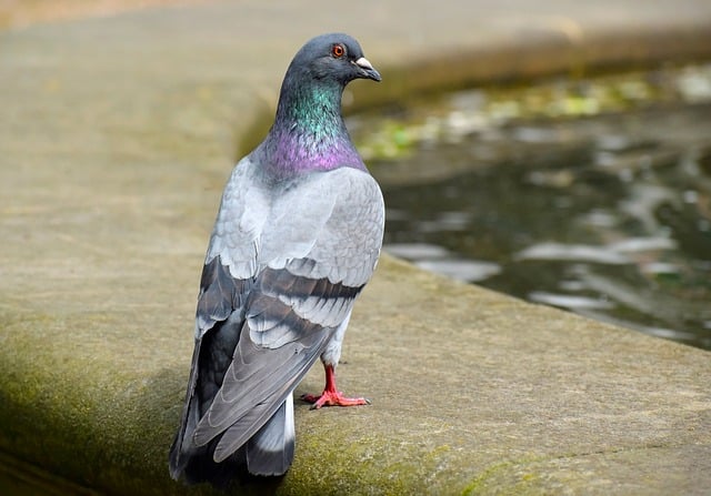 Free download dove bird plumage ornithology free picture to be edited with GIMP free online image editor