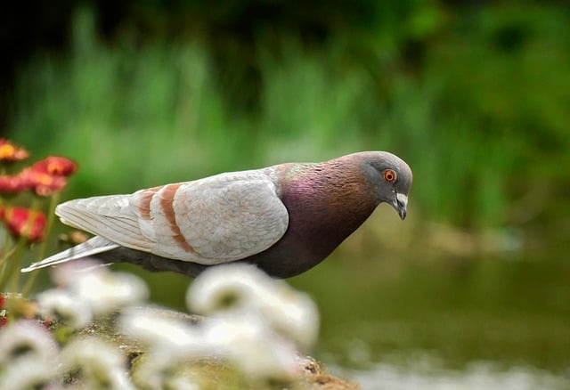 Free download dove bird plumage the colors free picture to be edited with GIMP free online image editor