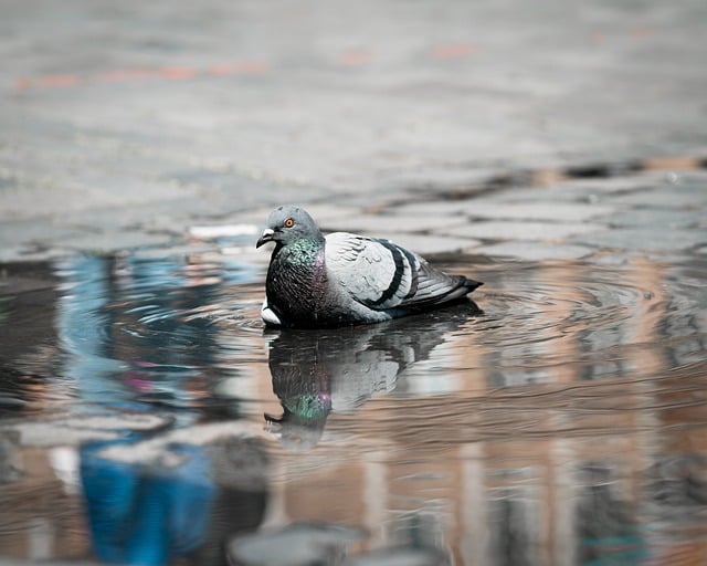 Free download dove bird plumage wildlife free picture to be edited with GIMP free online image editor