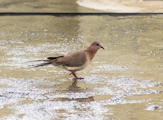 Free download dove bird rain pigeon animal free picture to be edited with GIMP free online image editor
