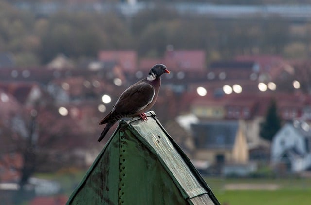 Free download dove bird roof cityscape free picture to be edited with GIMP free online image editor