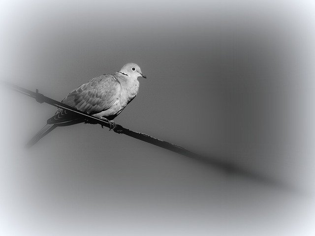 Gratis download Dove Bird Sky - gratis gratis foto of afbeelding om te bewerken met GIMP online afbeeldingseditor