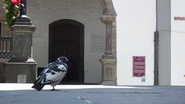 Free download Dove Bird Square Santa Cruz De La -  free video to be edited with OpenShot online video editor