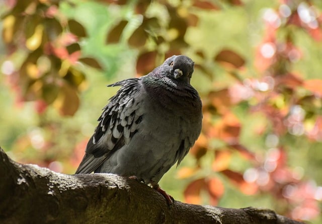 Free download dove bird tree is watching plumage free picture to be edited with GIMP free online image editor