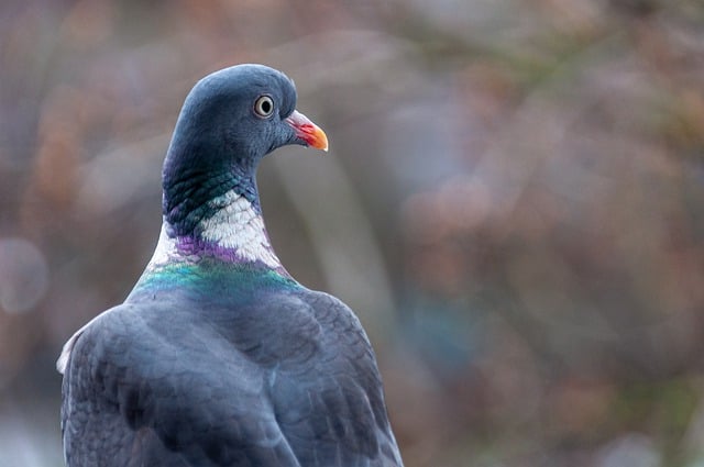 Free download dove bird wood pigeon plumage beak free picture to be edited with GIMP free online image editor
