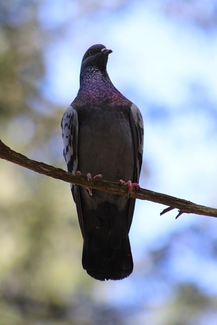 Free download dove branch birds nature wildlife free picture to be edited with GIMP free online image editor