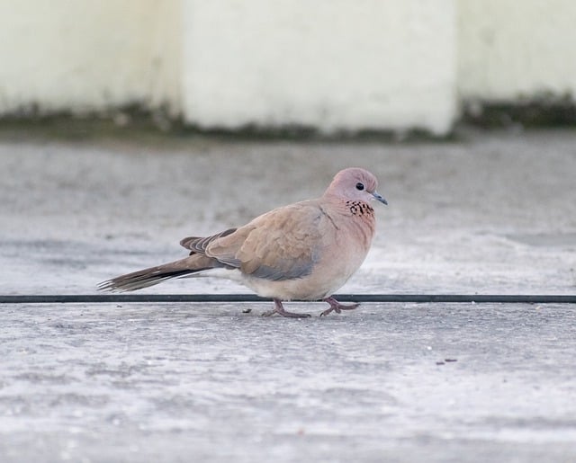 Free download dove feathers ringed doves wildlife free picture to be edited with GIMP free online image editor