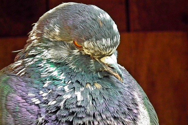 Free download Dove King Nature -  free photo or picture to be edited with GIMP online image editor