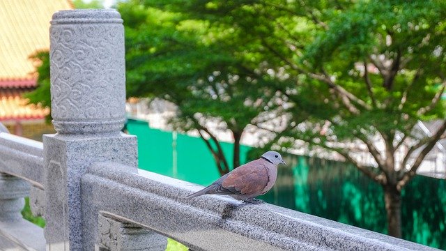 Muat turun percuma Dove Measure Nature - foto atau gambar percuma untuk diedit dengan editor imej dalam talian GIMP